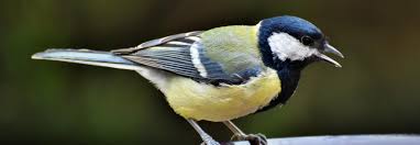 Image result for Kohlmeise vogelhouse