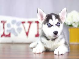 So what are alaskan malamute puppies for sale in houston really like? Come To Visit Our Siberian Husky Puppies For Sale Near Powell Ohio