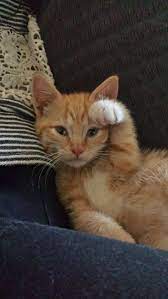 High Five Baby Cats Cute Baby Cats Pretty Cats