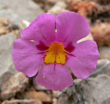 Image result for Mimulus gracilis