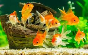 10+ ikan hias air tawar populer yang cocok dipelihara di rumahmu]. 9 Jenis Ikan Hias Air Tawar Yang Cantik Untuk Akuarium