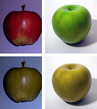 People affected by tritan color blindness. Color Blindness Wikipedia