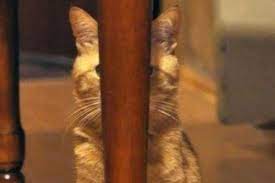 Maybe you would like to learn more about one of these? 30 Aksi Kamuflase Kucing Lucu Yang Menggemaskan