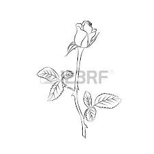Rose Buds Rose Sketch Black Outline On White Background Vector Illustration Rose Bud Tattoo Tattoo Outline Rose Drawing