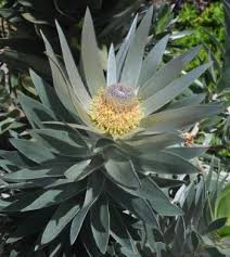 Image result for Leucadendron argenteum