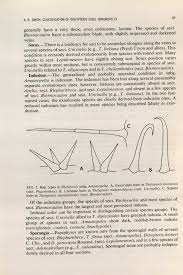 Image result for Amauropelta bergiana