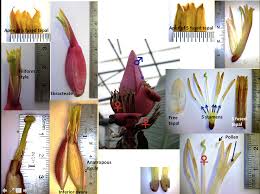 Image result for Musaceae