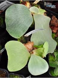 Image result for Platycerium elephantotis