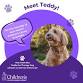Meet Teddy the Therapy Dog event in Montpelier, VT