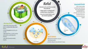 Koful Nedir 2020 Biyoloji Dersi Biyoloji Egitim