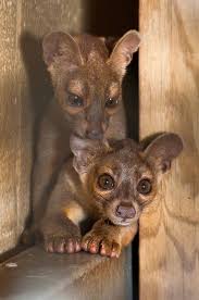Three S Company For Houston Zoo S Fossa Troupe Animals Wild Animals Beautiful Cute Animals