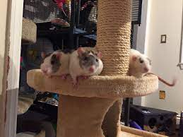 Pin On The Coolest Pets Rats
