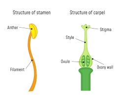 Learn about the different parts of plants and their functions like roots, stems, flowers, leaves and fruits. Biology Parts Of A Flower Level 1 Activity For Kids Primaryleap Co Uk