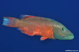 Image result for Oxyrhachis gracillima