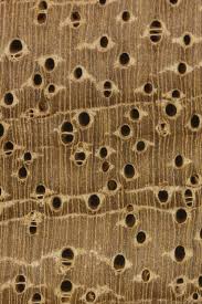 Image result for Terminalia superba