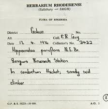 Image result for Hippocratea parviflora