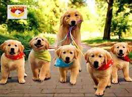 The long delayed travel bubble was first slated to begin in november, but was suspended after a. The Simple Process Of Importing Pets Into Singapore And Related Quarantine Laws