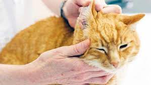 Let S Talk About Ways To Take Care Of Your Cat S Ears Cattime In 2021 Cats Cat Ear Infections Ringworm In Cats