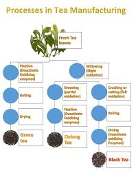 Know The Steps Involved In Tea Production