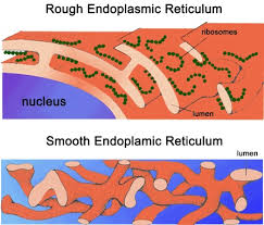 Synthesis and secretion of steroid hormones b. Differences Between Rough Endoplasmic Reticulum Rer And Smooth Endoplasmic Reticulum Ser Online Science Notes