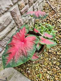 Image result for Caladium