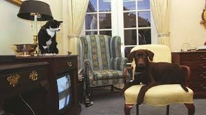 Maybe you would like to learn more about one of these? Champ Major And Other White House Pets Bbc News