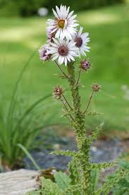 Image result for Berkheya