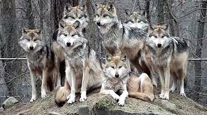 Want to discover art related to wolf? Stunning Mexican Gray Wolf Family Portrait Youtube