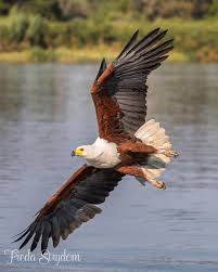 999 likes 19 comments elite raptors elite raptors on instagram the next featured photographer is c freda fish eagle bird images beautiful birds