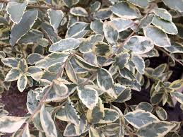 Image result for Ligustrum sinense