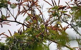 Image result for Landolphia buchananii