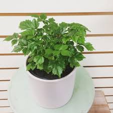 Use a large pot capable of supporting the thick stems and abundant foliage. Radermachera Sinica China Doll 4 Plant Etsy Plants China Dolls Cat Safe Plants