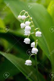 Please subscribe for more hd 11 second videos. White Bell Flower Stock Photo Picture And Royalty Free Image Image 20709022