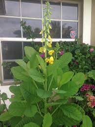 Plant a flower garden with the top varieties of annual flower that you can sow from seed right in the garden, after the average last frost date for your area. Identify Tall Plant With Large Soft Leaves With Little Yellow Flowers And Seed Pods Flowers Forums