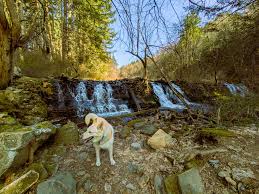 Hi I was wondering how I could adopt an echo shepherd