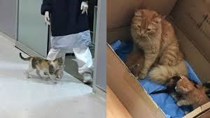 Mama kucing pada dasarnya mempunyai insting untuk menjaga anaknya, dan mampu mendidik anaknya agar patuh. Viral Induk Kucing Bawa Anaknya Ke Rumah Sakit Untuk Dapat Perawatan Bikin Haru Hot Liputan6 Com