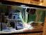 Fish Tank Decorations