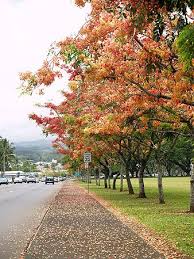 Rainbow Shower Tree Outdoor Country Roads Tree