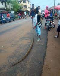Imo state is located in the southeast region of nigeria and its capital is owerri which is its largest city. Wow Take A Look At The Python Killed In Owerri Imo State The News Accelerator Network Owerri Take That Scenes