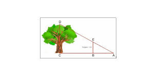 Menghitung tingginya nanti ketika sudah kembali ke basecamp. Mengukur Tinggi Pohon Get Closer With Math