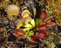 Image result for Droseraceae