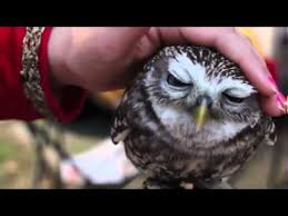 Check spelling or type a new query. Lovely Owl Burung Hantu Pemalas Yang Lucu Youtube