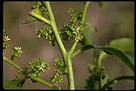 Image result for Montiniaceae