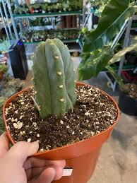 I drink the juice first, because it's the only nasty it can get old retreading the same posts especially when the internet is bursting with san pedro teks and discussions that he at least needs to puke a few times and think he is going to die. San Pedro Cactus Jungle House