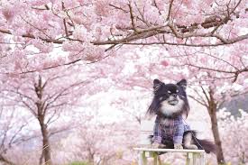 もりもり春めき桜 早咲き桜の中で1番好きかなぁ そしてこの顔と座り方 春めき桜 早咲き桜 桜2020 桜んぽ お写んぽ 写真好きな人と繋がりたい カメラ勉強中 みんなのわんこ チワワ chihuahua lover chihuahua animals