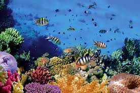 20 gambar taman minimalis untuk mempercantik rumah. Limakaki Fakta Dan Keunikan Taman Laut Bunaken Yang Harus Kamu Tahu