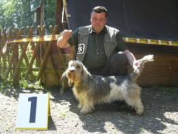 Image result for malý vendéeský hrubosrstý honič