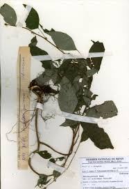 Image result for Pouzolzia guineensis