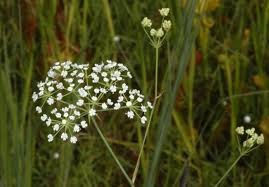 Image result for Secamone filiformis