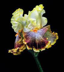 Iris Of Many Colors By Dave Mills Iris Flowers Unusual Flowers Iris Garden